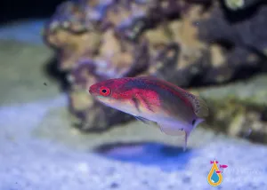 Exquisite Wrasse