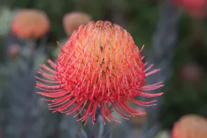 Leucospermum 'So Exquisite'